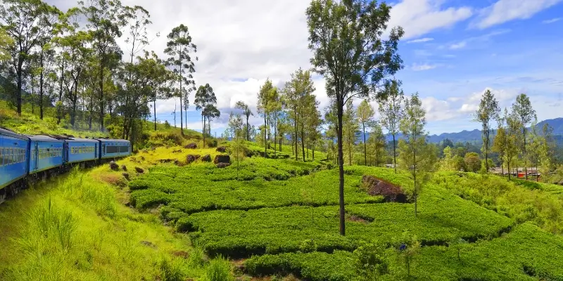 A long blue train curving through lush green farmland with scattered tall trees and distant mountains.