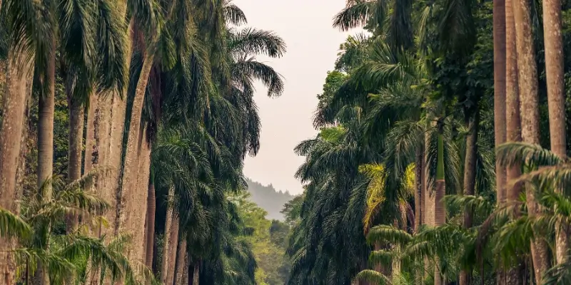 A scenic avenue of evenly spaced palm trees creating a natural tunnel toward soft rolling hills.