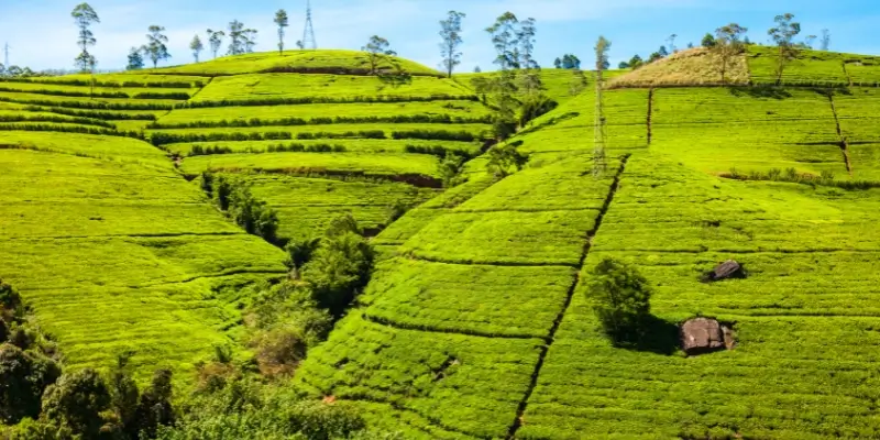  A green hillside with neat fields and tall trees as a blue train passes along the edge under a bright sky.