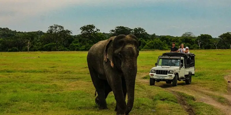 Wildlife Safari Experiences