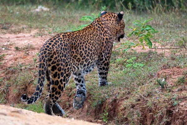 Wildlife Tour Package